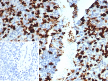 IHC staining of FFPE human spleen tissue with Prominin-1 antibody (clone PROM/1510). Inset: PBS used in place of primary Ab (secondary Ab negative control). HIER: boil tissue sections in pH 9 10mM Tris with 1mM EDTA for 20 min and allow to cool before testing.~