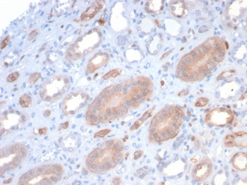 IHC staining of FFPE human kidney with S100P antibody (clone S100P/7373). HIER: boil tissue sections in pH 9 10mM Tris with 1mM EDTA for 20 min and allow to cool before testing.
