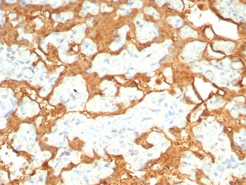IHC staining of FFPE human placental tissue with S100P antibody (clone S100P/7978R). HIER: boil tissue sections in pH 9 10mM Tris with 1mM EDTA for 20 min and allow to cool before testing.~