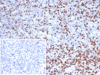 IHC staining of FFPE human tonsil tissue with TCF1 alpha antibody (clone LEF1/6764). Inset: PBS used in place of primary Ab (secondary Ab negative control). HIER: boil tissue sections in pH 9 10mM Tris with 1mM EDTA for 20 min and allow to cool before testing.~