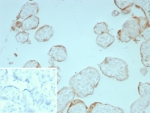 IHC staining of FFPE human placental tissue with FGF2 antibody (clone FGF2/7365). Inset: PBS used in place of primary Ab (secondary Ab negative control). HIER: boil tissue sections in pH 9 10mM Tris with 1mM EDTA for 20 min and allow to cool before testing.
