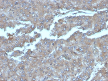 IHC staining of FFPE human adrenal gland tissu