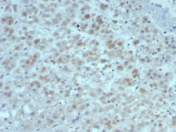 IHC staining of FFPE human adrenal gland tissue with IL15 antibody (clone rIL15/8050). HIER: boil tissue sections in pH 9 10mM Tris with 1mM EDTA for 20 min and allow to cool before testing.~