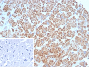 IHC staining of FFPE human heart tissue with SDHA antibody (clone SDHA/7492). Inset: PBS used in place of primary Ab (secondary Ab negative control). HIER: boil tissue sections in pH 9 10mM Tris with 1mM EDTA for 20 min and allow to cool before testing.~