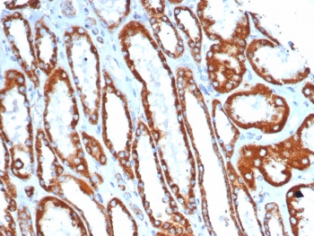 IHC staining of FFPE human kidney tissue with SDHA antibody (clone SDHA/7493). HIER: boil tissue sections in pH 9 10mM Tris with 1mM EDTA for 20 min and allow to cool before testing.~