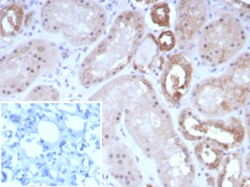 IHC staining of FFPE human kidney tissue with OCLN antibody (clone rOCLN/8525). Inset: PBS used in place of primary Ab (secondary Ab negative control). HIER: boil tissue sections in pH 9 10mM Tris with 1mM EDTA for 20 min and allow to cool before testing.~