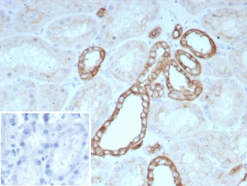 IHC staining of FFPE human kidney tissue with OCLN ant