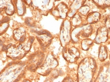IHC staining of FFPE human placental tissue with Vascular Endothelial Growth Factor antibody (clone VEGFA/7757R). HIER: boil tissue sections in pH 9 10mM Tris with 1mM EDTA for 20 min and allow to cool before testing.~