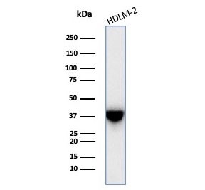 Western blot testing of human HDLM-2 cell lysate with STING antibody (clone STING1/7438). Predicted molecular weight ~42 kDa.~