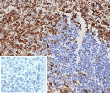 IHC staining of FFPE human spleen tissue with MITA antibody (clone STING1/8129R). HIER: boil tissue sections in pH 9 10mM Tris with 1mM EDTA for 20 min and allow to cool before testing.