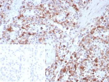 IHC staining of FFPE human spleen tissue with Osteonectin antibody (clone rOSTN/8527). Inset: PBS used in place of primary Ab (secondary Ab negative control). HIER: boil tissue sections in pH 9 10mM Tris with 1mM EDTA for 20 min and allow to cool before testing.~