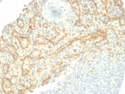 IHC staining of FFPE human spleen tissue with TIM3 antibody (clone TIM3/6863R). HIER: boil tissue sections in pH 9 10mM Tris with 1mM EDTA for 20 min and allow to cool before testing.
