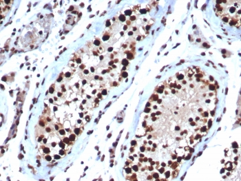 IHC staining of FFPE human testis tissue with HSPA1B antibody (clone HSPA1B/7623). HIER: boil tissue sections in pH 9 10mM Tris with 1mM EDTA for 20 min and allow to cool before testing.~