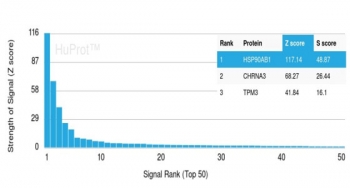 Analysis of a HuProt(TM) microarray containing more than 19,000 full-length human proteins using HSP90 beta antibody (clone HSP90AB1/3955). Z- and S- Score: The Z-score represents the strength of a signal that a monoclonal antibody (clone mAb) (in combination with a fluorescently-tagged anti-IgG secondary antibody) produces when binding to a particular protein on the HuProt(TM) array. Z-scores are described in units of standard deviations (SD's) above the mean value of all signals generated on that array. If targets on HuProt(TM) are arranged in descending order of the Z-score, the S-score is the difference (also in units of SD's) between the Z-score. S-score therefore represents the relative target specificity of a mAb to its intended target. A mAb is considered to specific to its intended target, if the mAb has an S-score of at least 2.5. For example, if a mAb binds to protein X with a Z-score of 43 and to protein Y with a Z-score of 14, then the S-score for the binding of that mAb to protein X is equal to 29.
