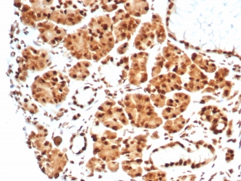IHC staining of FFPE human salivary gland tissue with Heat shock 70 kDa protein 1B antibody (clone HSPA1B/7628). HIER: boil tissue sections in pH 9 10mM Tris with 1mM EDTA for 20 min and allow to cool before testing.~