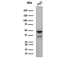 Western blot testing of human JEG3 cell lysate with HLA-G antibody (clone HLAG/7750). Expected molecular weight: 35-50 kDa depending on level of glycosylation.~