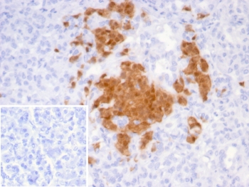 IHC staining of FFPE human pancreas tissue with Secretagogin antibody (clone SCGN/7321). Inset: PBS used in place of primary Ab (secondary Ab negative control). HIER: boil tissue sections in pH 9 10mM Tris with 1mM EDTA for 20 min and allow to cool before testing.~