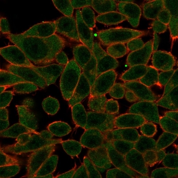 Immunofluorescent staining of PFA-fixed human HeLa cells with PRDM1 antibody (green, clone PCRP-PRDM1-2B9) and CF640R phalloidin (red).~