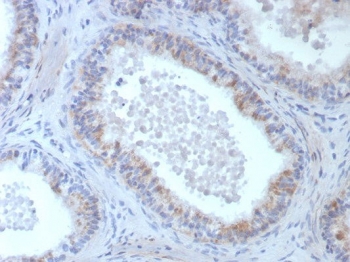 IHC staining of FFPE human epididymis tissue with ROS1 antibody (clone ROS1/8268R). HIER: boil tissue sections in pH 9 10mM Tris with 1mM EDTA for 20 min and allow to cool before testing.~