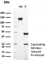 SDS-PAGE analysis of purified, BSA-free ESR1 antibody (clone ESR1/8206) as confirmation of integrity and purity.