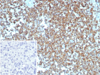 IHC staining of FFPE human spleen tissue with Beta Actin antibody (ACTB/2370). Inset: PBS used in place of primary Ab (secondary Ab negative control). HIER: boil tissue sections in pH 9 10mM Tris with 1mM EDTA for 20 min and allow to cool before testing.~