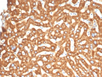 IHC staining of FFPE human liver tissue with Ephrin type-B receptor 4 antibody (clone EPHB4/6393). HIER: boil tissue sections in pH 9 10mM Tris with 1mM EDTA for 20 min and allow to cool before testing.~