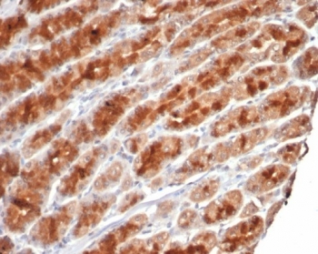 IHC staining of FFPE human stomach tissue with c-Myc antibody (clone MYC/7855R). HIER: boil tissue sections in pH 9 10mM Tris with 1mM EDTA for 20 min and allow to cool before testing.~