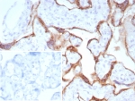 IHC staining of FFPE human placental tissue with Pappalysin-1 antibody (clone PAPPA/8804R). Inset: PBS used in place of primary Ab (secondary Ab negative control). HIER: boil tissue sections in pH 9 10mM Tris with 1mM EDTA for 20 min and allow to cool before testing.
