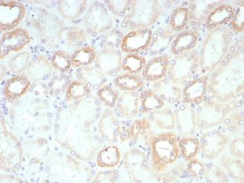 IHC staining of FFPE human kidney tissue with biotinylated Lambda Light Chain antibody probe followed by Biotin antibody (clone rBTN/8819). ~