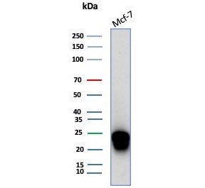 Western blot testing of human MCF-7 cell lysate with CD99 antibody (clone MIC2/7866). Predicted molecular weight: 16-32 kDa depending on the level of glycosylation.~