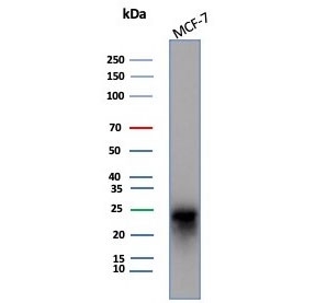 Western blot testing of human MCF-7 cell lysate with CD99 antibody (clone MIC2/7864). Predicted molecular weight: 16-32 kDa depending on the level of glycosylation.~
