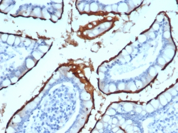 IHC staining of FFPE human small intestine tissue with ACE2 antibody (clone ACE2/7203) at 2ug/ml. HIER: boil tissue sections in pH 9 10mM Tris with 1mM EDTA for 20 min and allow to cool before testing.~