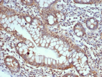 IHC staining of FFPE human small intestine tissue with Calbindin D9K antibody (clone S100G/7516). HIER: boil tissue sections in pH 9 10mM Tris with 1mM EDTA for 20 min and allow to cool before testing.~