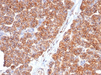 IHC staining of FFPE human pancreas tissue with CD99 antibody (clone MIC2/7865). HIER: boil tissue sections in pH 9 10mM Tris with 1mM EDTA for 20 min and allow to cool before testing.~