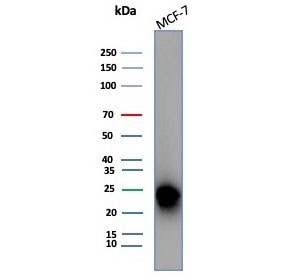 Western blot testing of human MCF-7 cell lysate with CD99 antibody (clone MIC2/7867). Predicted molecular weight: 16-32 kDa depending on the level of glycosylation.~