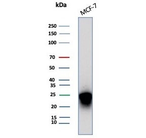 Western blot testing of human MCF-7 cell lysate with CD99 antibody (clone MIC2/7863). Predicted molecular weight: 16-32 kDa depending on the level of glycosylation.~