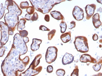 IHC staining of FFPE human placental tissue with Glypican-3 antibody (clone GPC3/8148R). HIER: boil tissue sections in pH 9 10mM Tris with 1mM EDTA for 20 min and allow to cool before testing.~