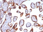 IHC staining of FFPE human placental tissue with Glypican-3 antibody (clone GPC3/8148R). HIER: boil tissue sections in pH 9 10mM Tris with 1mM EDTA for 20 min and allow to cool before testing.