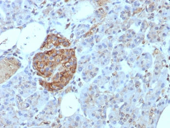 IHC staining of FFPE human pancreas tissue with CD99 antibody (clone rMIC2/8497). HIER: boil tissue sections in pH 9 10mM Tris with 1mM EDTA for 20 min and allow to cool before testing.~