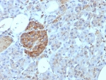 IHC staining of FFPE human pancreas tissue with CD99 antibody (clone rMIC2/8497). HIER: boil tissue sections in pH 9 10mM Tris with 1mM EDTA for 20 min and allow to cool before testing.