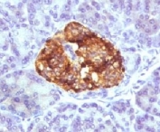 IHC testing of FFPE human pancreas stained with Insulin antibody (clone BCPH1).