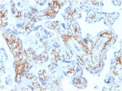 IHC staining of FFPE human placental tissue with GSTM1 antibody (clone CPTC-GSTMu1-3). HIER: boil tissue sections in pH6, 10mM citrate buffer, for 10-20 min and allow to cool before testing.