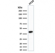 Western blot testing of human HT29 cell lysate with CK20 antibody (clone KRT20/1993). Predicted molecular weight ~46 kDa.