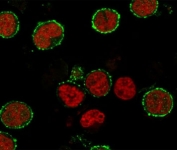 Immunofluorescent staining of human MOLT4 cells with CD6 antibody (clone CDLA6-2R, green) and Reddot nuclear stain (red).