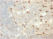 IHC staining of FFPE human tonsil with CD68 antibody (clone C68/2709). HIER: boil tissue sections in pH6 10mM citrate buffer, or pH 9 10mM Tris with 1mM EDTA, for 10-20 min followed by cooling at RT for 20 min.