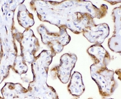 IHC staining of FFPE human placenta with recombinant TIMP2 antibody (clone MPIB2-1R). Required HIER: requires boil tissue sections in pH 9 10mM Tris with 1mM EDTA for 10-20 min and allow to cool before testing.