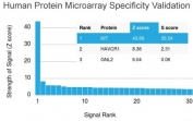 Analysis of HuProt(TM) microarray containing more than 19,000 full-length human proteins using CD117 antibody (clone KIT/2674). These results demonstrate the foremost specificity of the KIT/2674 mAb. Z- and S- score: The Z-score represents the strength of a signal that an antibody (in combination with a fluorescently-tagged anti-IgG secondary Ab) produces when binding to a particular protein on the HuProt(TM) array. Z-scores are described in units of standard deviations (SD's) above the mean value of all signals generated on that array. If the targets on the HuProt(TM) are arranged in descending order of the Z-score, the S-score is the difference (also in units of SD's) between the Z-scores. The S-score therefore represents the relative target specificity of an Ab to its intended target.
