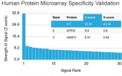 Analysis of HuProt(TM) microarray containing more than 19,000 full-length human proteins using CD117 antibody (clone KIT/2669). These results demonstrate the foremost specificity of the KIT/2669 mAb. Z- and S- score: The Z-score represents the strength of a signal that an antibody (in combination with a fluorescently-tagged anti-IgG secondary Ab) produces when binding to a particular protein on the HuProt(TM) array. Z-scores are described in units of standard deviations (SD's) above the mean value of all signals generated on that array. If the targets on the HuProt(TM) are arranged in descending order of the Z-score, the S-score is the difference (also in units of SD's) between the Z-scores. The S-score therefore represents the relative target specificity of an Ab to its intended target.