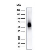 Western blot testing of human spleen lysate with CD63 antibody (clone LAMP3/2790). Predicted molecular weight: 25-60 kDa depending on glycosylation level.