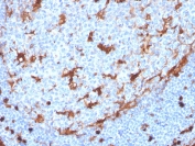 IHC staining of FFPE human tonsil with recombinant Annexin A1 antibody (clone ANXA1/3869R). HIER: boil tissue sections in pH 9 10mM Tris with 1mM EDTA for 10-20 min and allow to cool before testing.